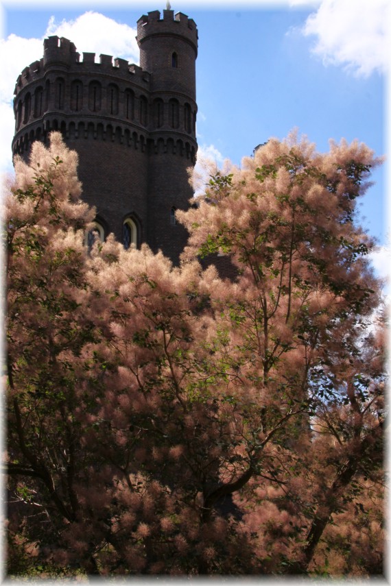 Perukowiec podolski (Cotinus coggygria) 'Royal Purple'