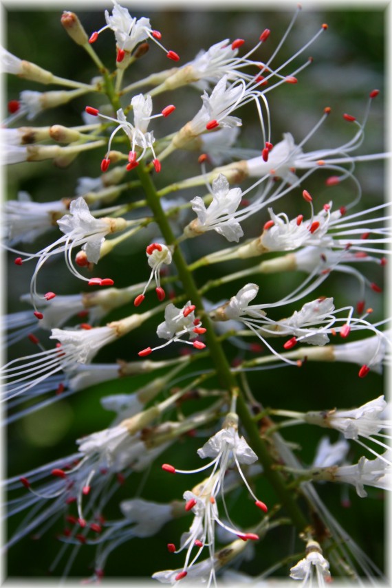 Kasztanowiec drobnokwiatowy (Aesculus parviflora)