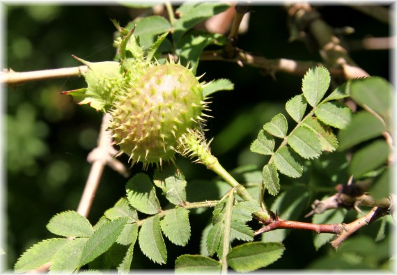 Róża kasztanowa (Rosa roxburghii)