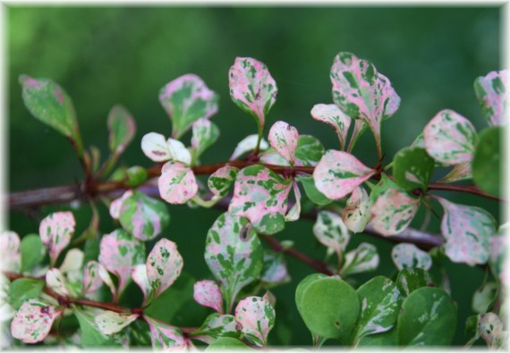 Berberys Thunberga (Berberis thunbergii) 'Powwow'