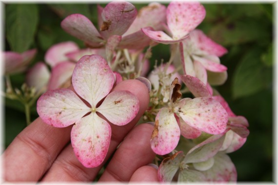 Hortensja wiechowata (Hydrangea paniculata) 'Rendia'