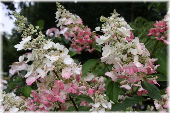 Hortensja wiechowata (Hydrangea paniculata) 'Pinky Winky'