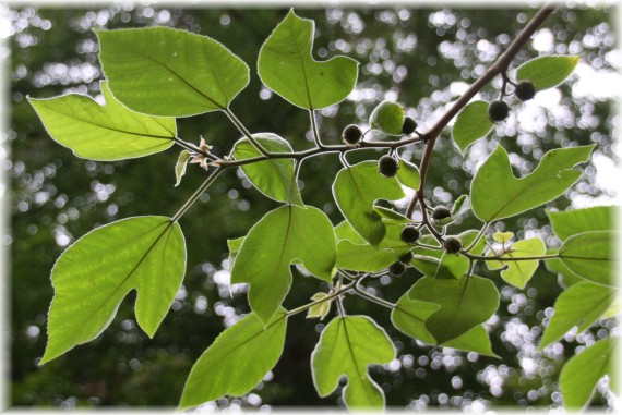 Morwa papierowa (Broussonetia papyrifera)