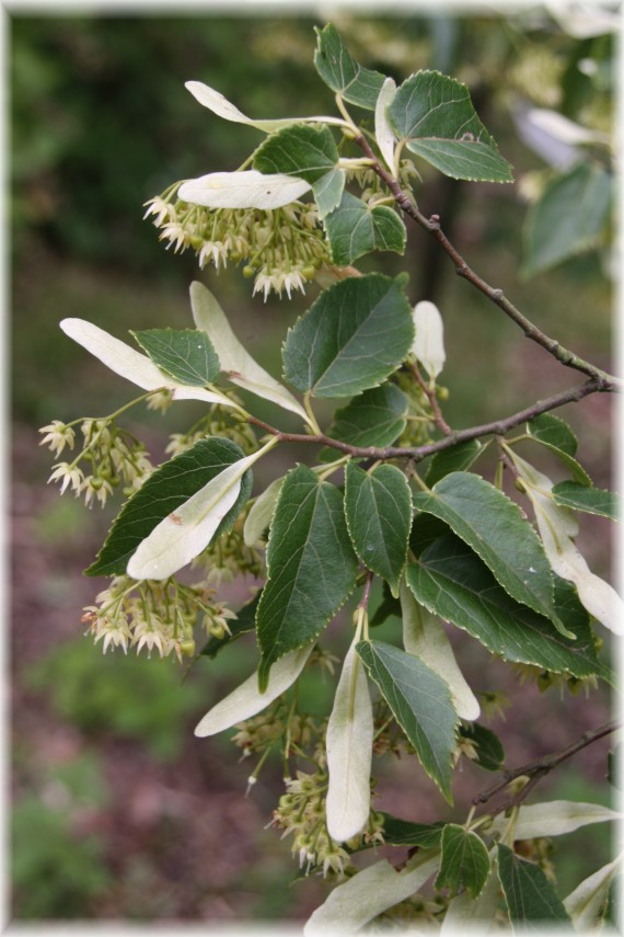 Lipa (Tilia kiusiana)