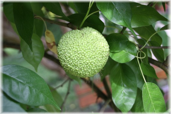 Żółtnica pomarańczowa (Maclura pomifera)