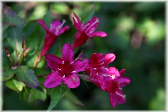 Krzewuszka (Weigela sp.)