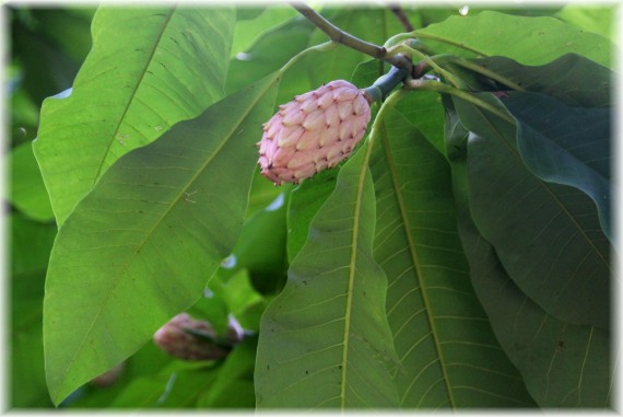 Magnolia parasolowata (Magnolia tripetala)