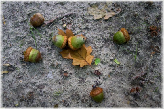 Owoce dębu czerwonego (Quercus rubra)