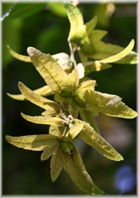 Grab pospolity (Carpinus betulus)