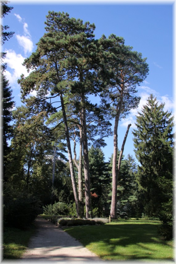 Sosna czarna (Pinus nigra) - po lewej oraz sosna zwyczajna (Pinus sylvestris) - po prawej