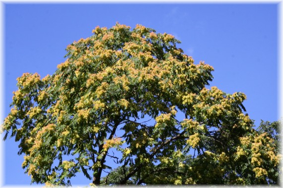 Owocujący bożodrzew gruczołkowaty (Ailanthus altissima)