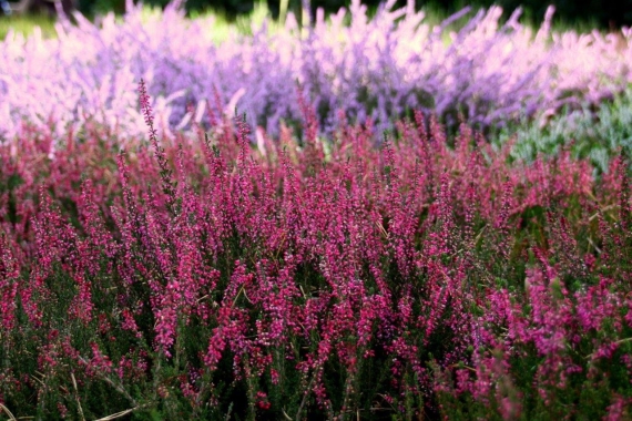 Wrzosy (Calluna sp.)