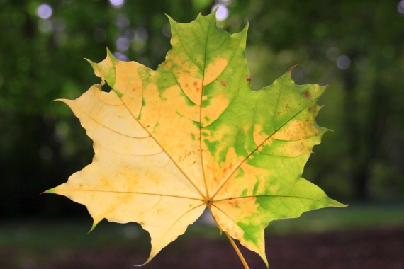 Liść klonu zwyczajnego (Acer platanoides)