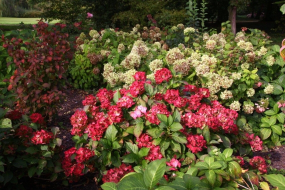 Hortensje (Hydrangea)