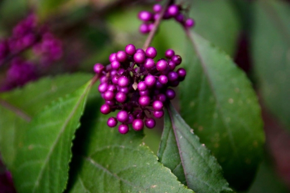 Pięknotka Bodiniera (Callicarpa bodinieri) 'Profusion'