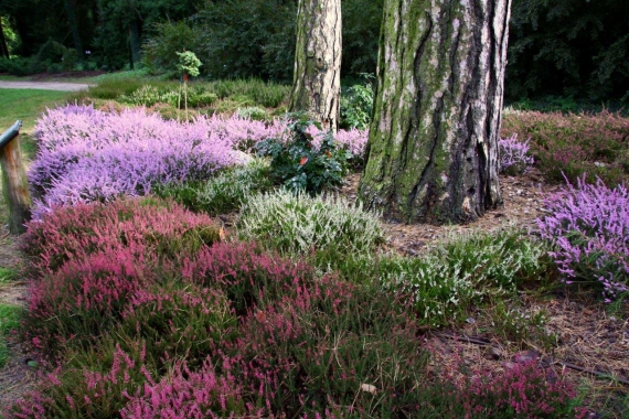 Wrzosy (Calluna sp.)