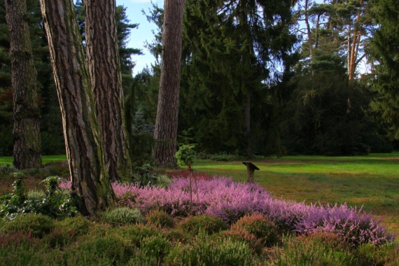 Wrzosy (Calluna sp.)