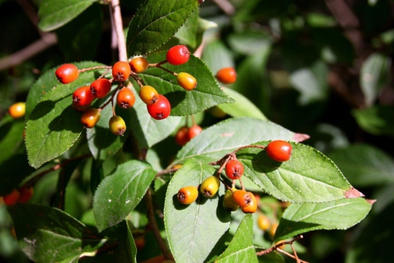 Głogownik kosmaty (Photinia villosa)