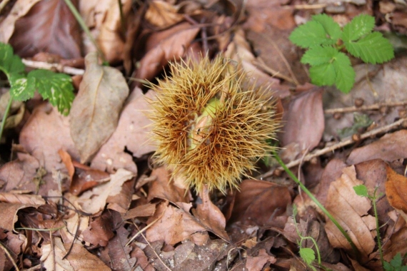 Owoc kasztana jadalnego (Castanea sativa)