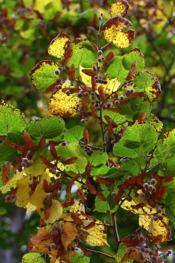 Lipa szerokolistna (Tilia platyphyllos)