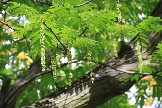 Skrzydłorzech kaukaski (Pterocarya fraxinifolia)