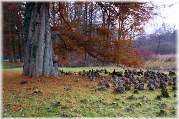 Cypryśnik błotny (Taxodium distichum)