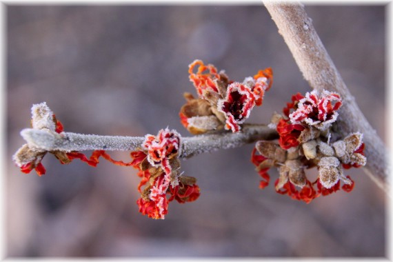 Oczar pośredni (Hamamelis xintermedia) 'Jelena'