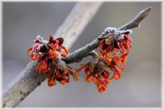 Oczar pośredni (Hamamelis xintermedia) 'Jelena'