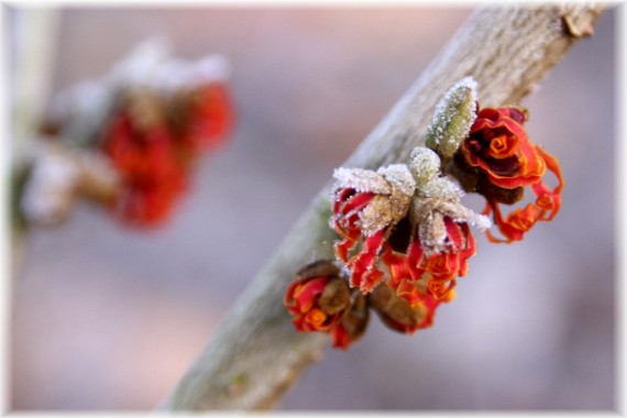 Oczar pośredni (Hamamelis xintermedia) 'Jelena'