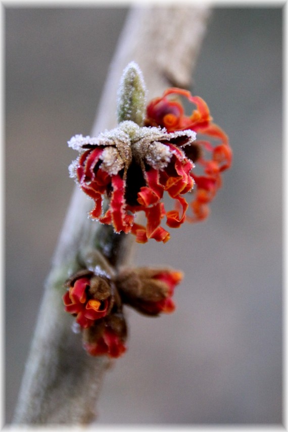 Oczar pośredni (Hamamelis xintermedia) 'Jelena'