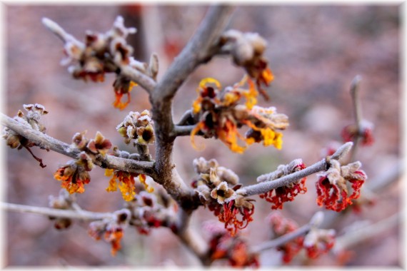 Oczar pośredni (Hamamelis xintermedia) 'Jelena'