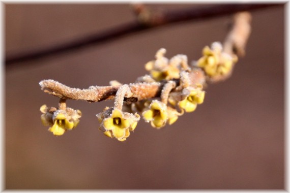 Oczar wirginijski (Hamamelis virginiana)