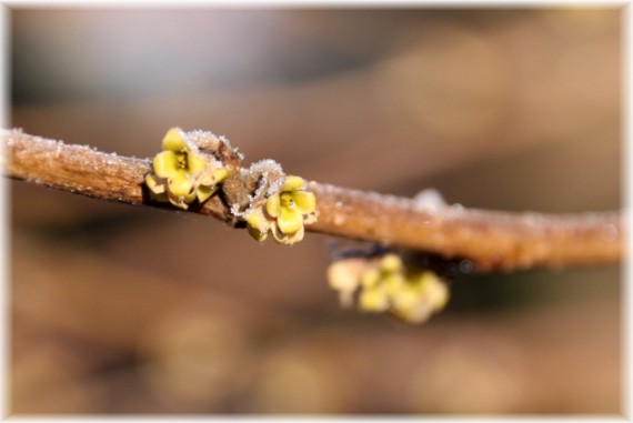 Oczar wirginijski (Hamamelis virginiana)