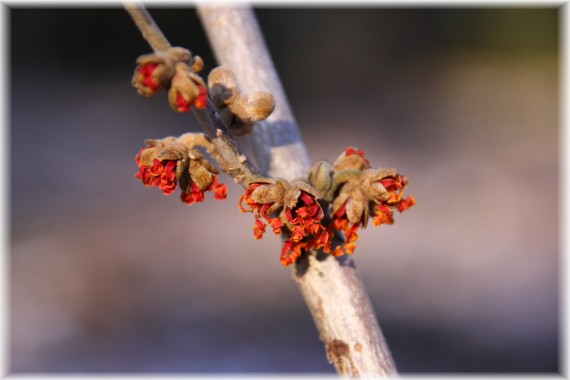 Oczar pośredni (Hamamelis ×intermedia) 'Jelena'