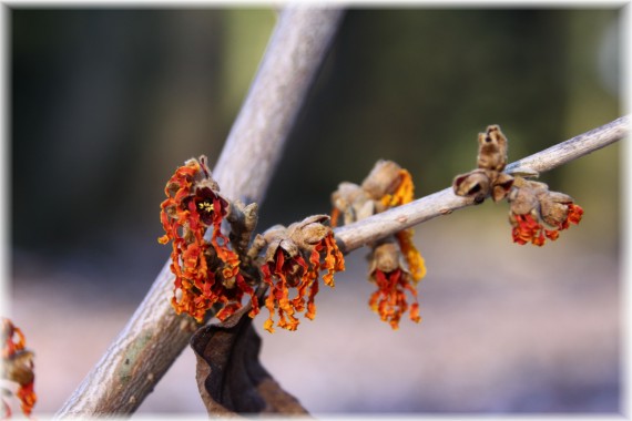 Oczar pośredni (Hamamelis ×intermedia) 'Jelena'