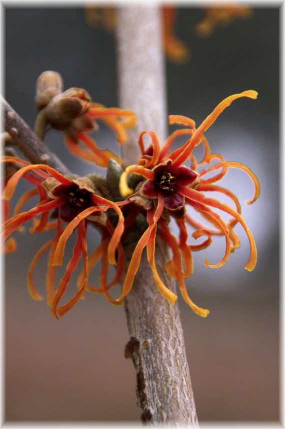 Oczar pośredni (Hamamelis ×intermedia) 'Jelena'