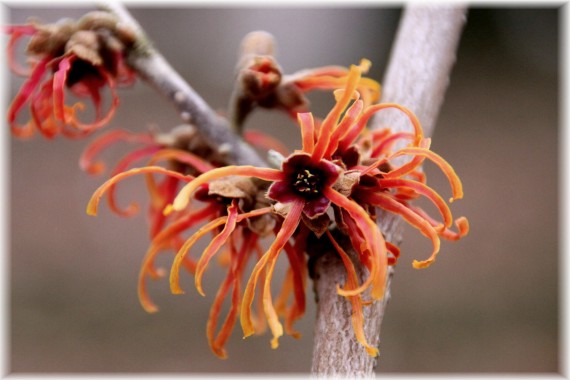 Oczar pośredni (Hamamelis ×intermedia) 'Jelena'