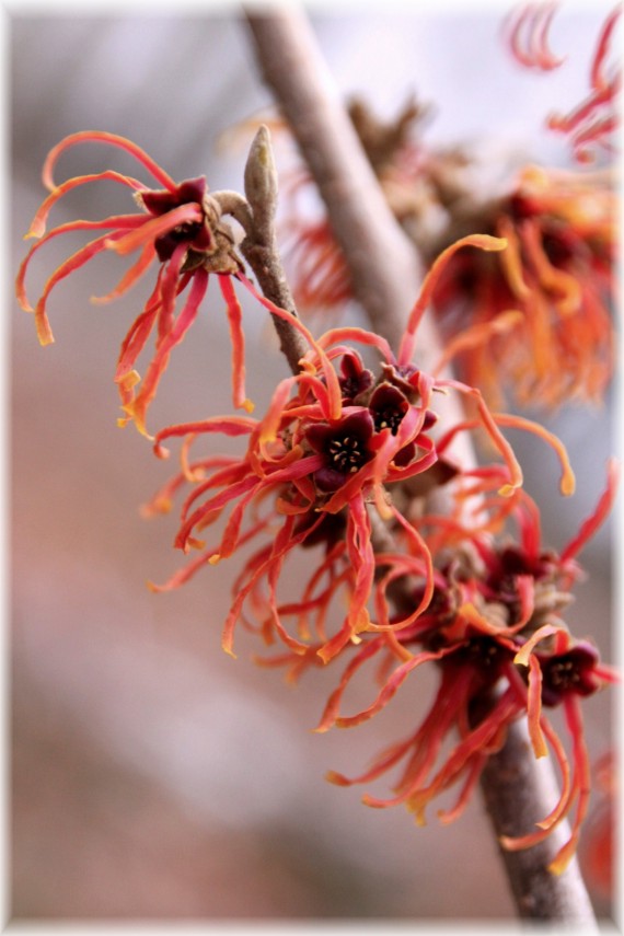 Oczar pośredni (Hamamelis ×intermedia) 'Jelena'