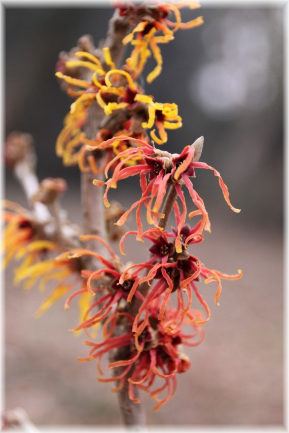 Oczar pośredni (Hamamelis ×intermedia) 'Jelena'