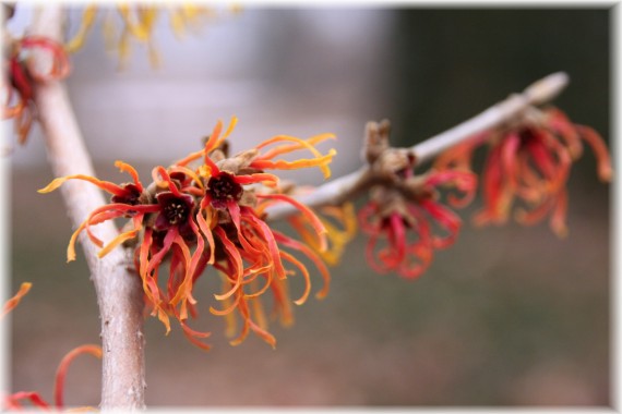 Oczar pośredni (Hamamelis ×intermedia) 'Jelena'