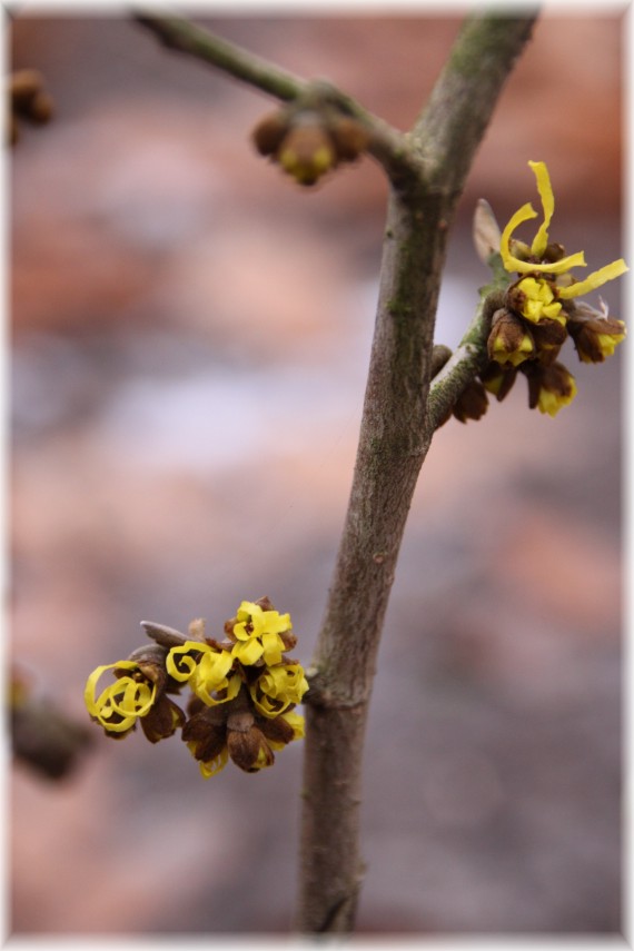 Oczar pośredni (Hamamelis ×intermedia) 'Westerstede'