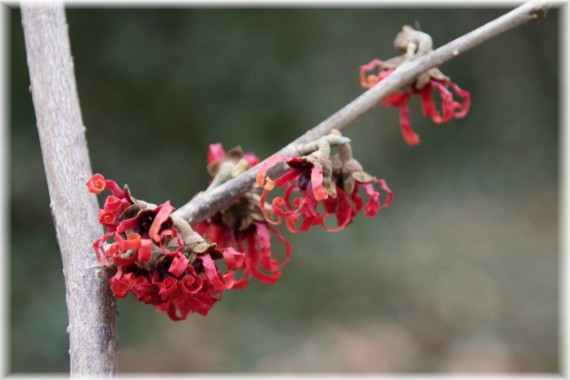 Oczar pośredni (Hamamelis ×intermedia) 'Diane'