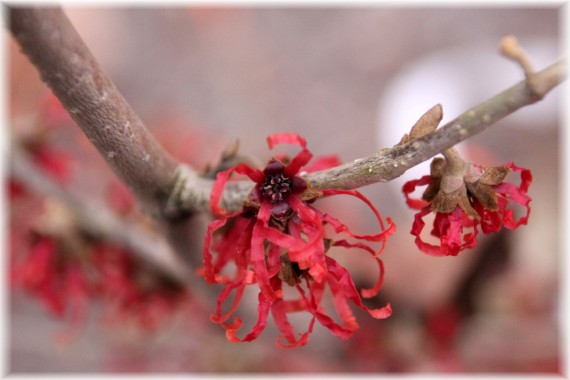 Oczar pośredni (Hamamelis ×intermedia) 'Diane'