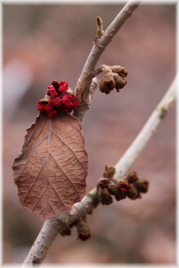 Oczar pośredni (Hamamelis ×intermedia) 'Diane'