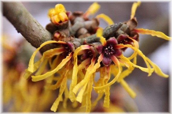 Oczar pośredni (Hamamelis ×intermedia) 'Orange Beauty'