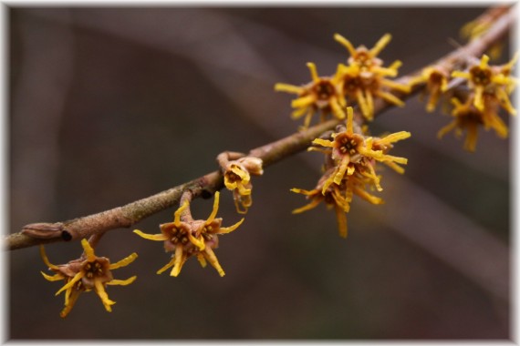 Oczar wiosenny (Hamamelis vernalis)