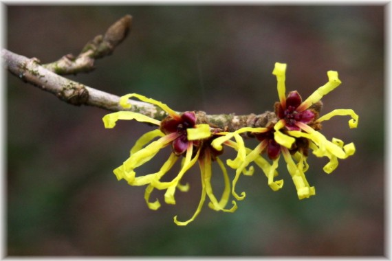 Oczar omszony (Hamamelis mollis)