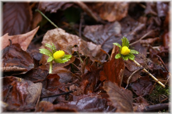 Rannik zimowy (Eranthis hyemalis)