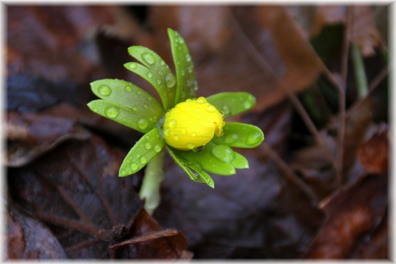 Rannik zimowy (Eranthis hyemalis)