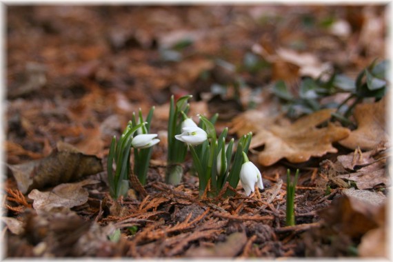 Śnieżyczka przebiśnieg (Galanthus nivalis)